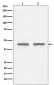 FNTB Antibody
